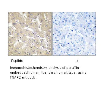 TNAP2 Antibody - image 1