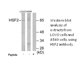 HSF2 Antibody - image 1