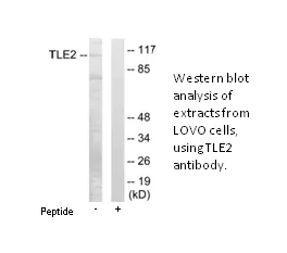 TLE2 Antibody - image 1