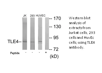 TLE4 Antibody - image 1