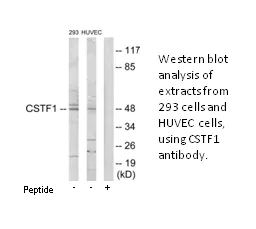 CSTF1 Antibody - image 1