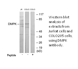 DMPK Antibody - image 1