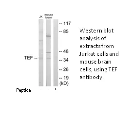 TEF Antibody - image 1