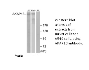 AKAP13 Antibody - image 1