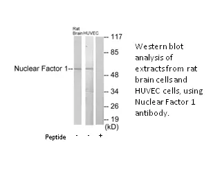 Nuclear Factor 1 Antibody - image 1