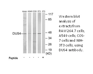 DUSP4 Antibody - image 1
