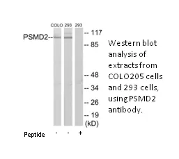 PSMD2 Antibody - image 2