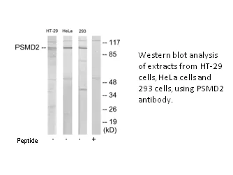 PSMD2 Antibody - image 1
