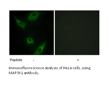 MAP3K1 Antibody - image 1