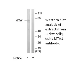 MTA1 Antibody - image 1