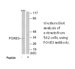 FOXE3 Antibody - image 1