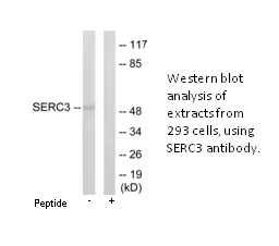 SERC3 Antibody - image 2