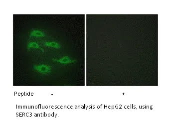 SERC3 Antibody - image 1