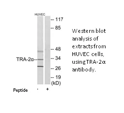 TRA-2α Antibody - image 2