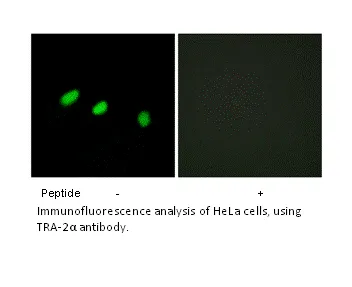 TRA-2α Antibody - image 1
