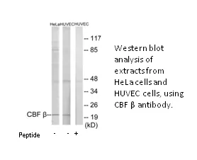 CBF β Antibody - image 2