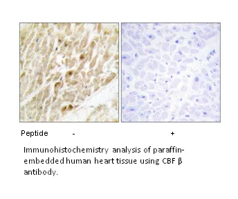 CBF β Antibody - image 1