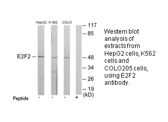 E2F2 Antibody - image 1