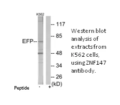 ZNF147 Antibody - image 1