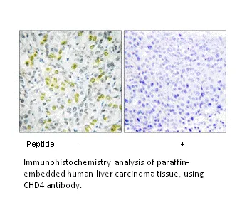 CHD4 Antibody - image 2