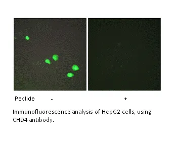 CHD4 Antibody - image 1