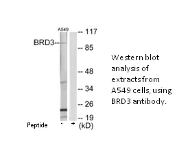 BRD3 Antibody - image 1