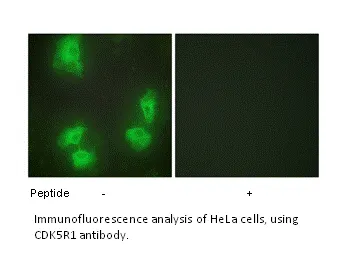 CDK5R1 Antibody - image 2