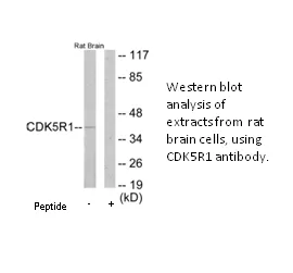 CDK5R1 Antibody - image 1