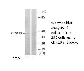 CDK10 Antibody - image 1