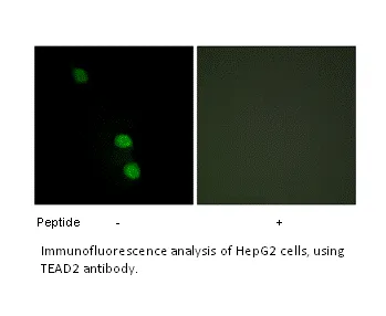 TEAD2 Antibody - image 1