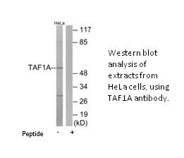 TAF1A Antibody - image 1