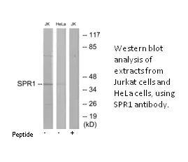SPR1 Antibody - image 1