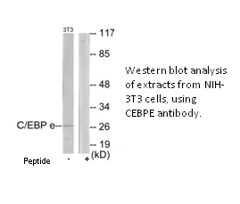 CEBPE Antibody - image 1