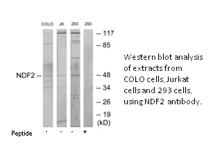 NDF2 Antibody - image 1
