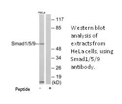 Smad1/5/9 Antibody - image 1