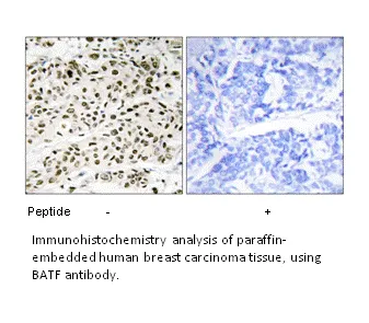 BATF Antibody - image 1