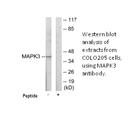 MAPK3 Antibody - image 1
