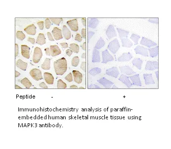 MAPK3 Antibody - image 2