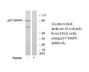 P97 MAPK Antibody - image 2