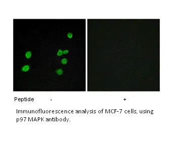 P97 MAPK Antibody - image 1