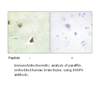 DUSP6 Antibody - image 2