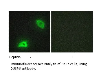 DUSP6 Antibody - image 1