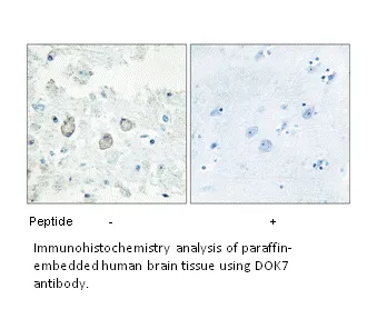 DOK7 Antibody - image 3