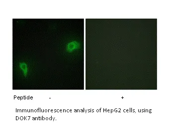 DOK7 Antibody - image 1