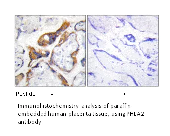 PHLA2 Antibody - image 1