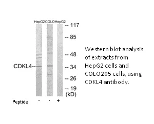 CDKL4 Antibody - image 3