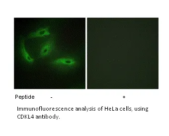 CDKL4 Antibody - image 1