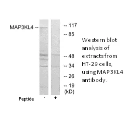 MAP3KL4 Antibody - image 1