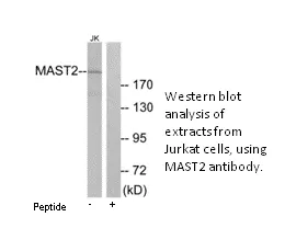 MAST2 Antibody - image 1