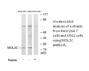 MOL2C Antibody - image 1